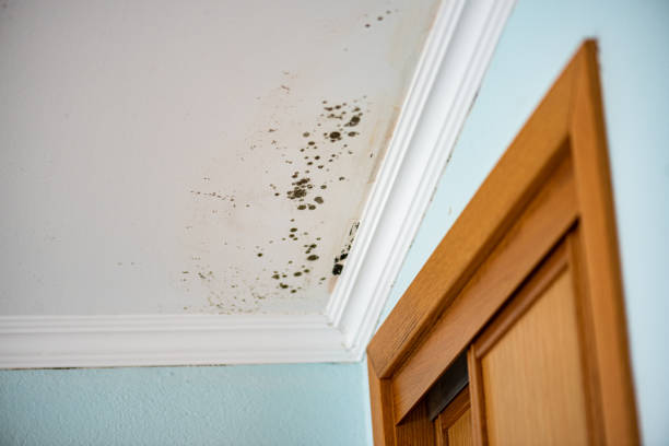 Best Local Mold Removal Service  in Wanakah, NY