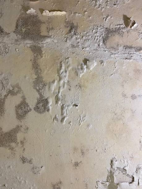 Office Mold Removal Services in Wanakah, NY
